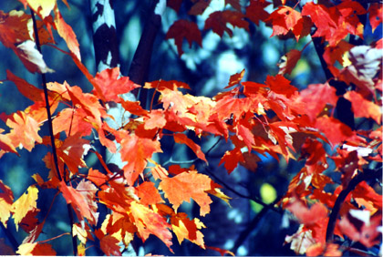 autumn leaves.jpg